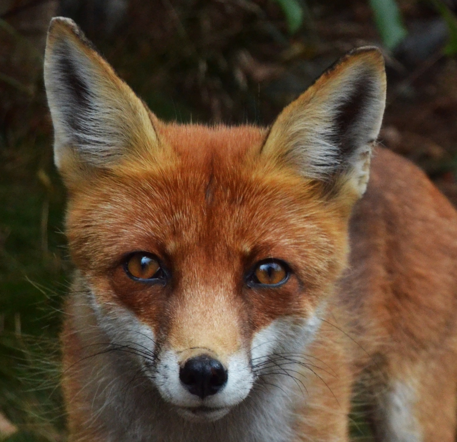 Vixen by Hugh Dunkerley – Words for the Wild